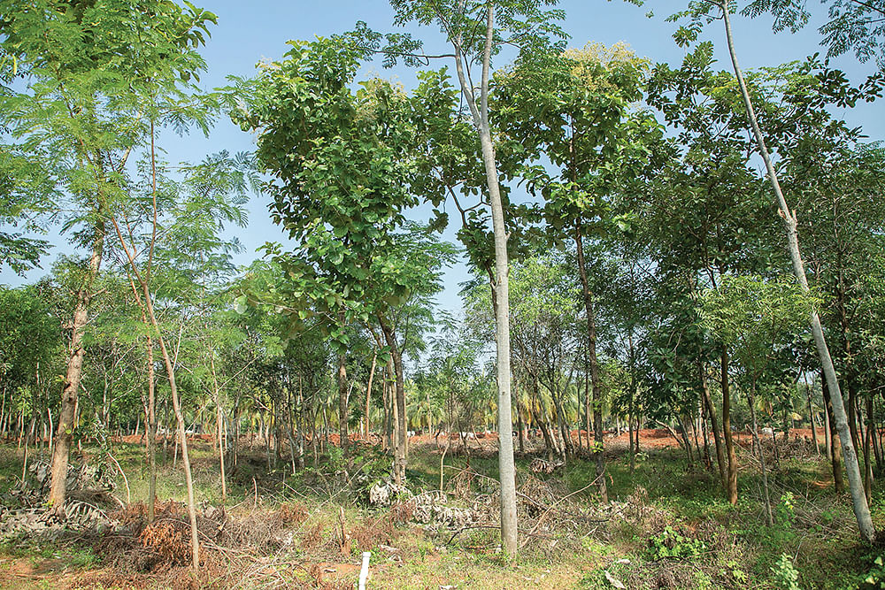 மரம் வளர்ப்பு