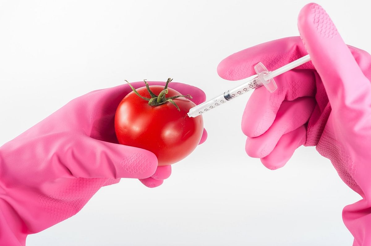 Genetically modified food (Representational Image)