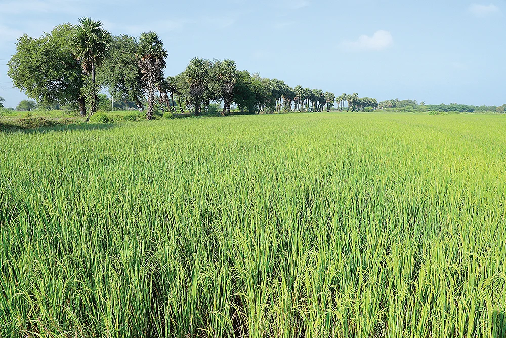 பச்சைக்கட்டி நிற்கும் நெற்பயிர்கள்