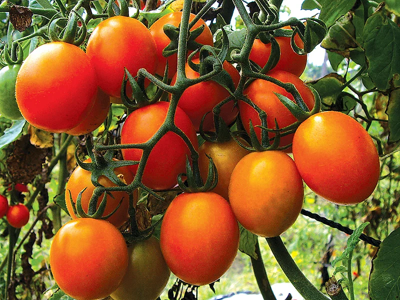 செர்ரி தக்காளி செடிகளும் பழங்களும்