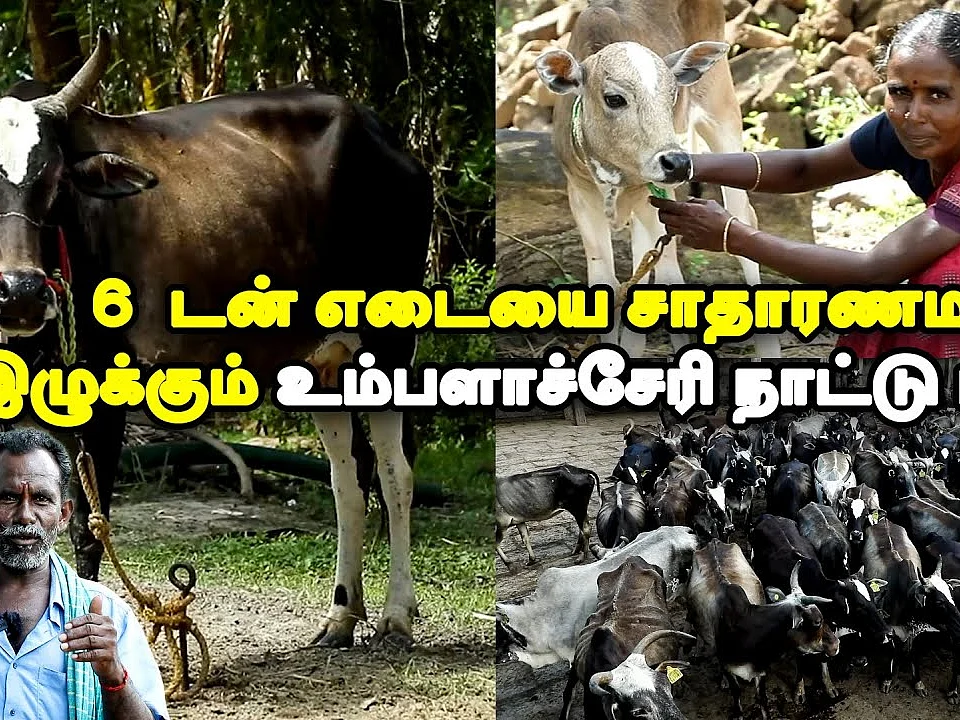 நிறம் மாறும் உம்பளாச்சேரி மாடுகள்... வேற எந்த நாட்டு மாடுகளிலும் இல்லாத பல ஆச்சர்யங்கள்! | Video