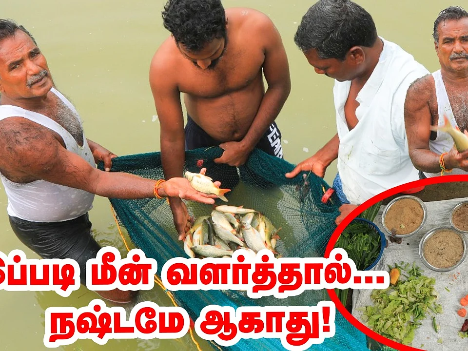 ``இப்படி மீன் வளர்த்தால் நஷ்டமே ஆகாது!'' - லாபத்துக்கு வழிகாட்டும் விவசாயி