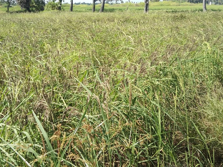 குறைந்து வரும் கருப்பு கவுனி நெல்சாகுபடி; நல்வழி காட்டுமா அரசு? எதிர்பார்ப்பில் விவசாயிகள்!