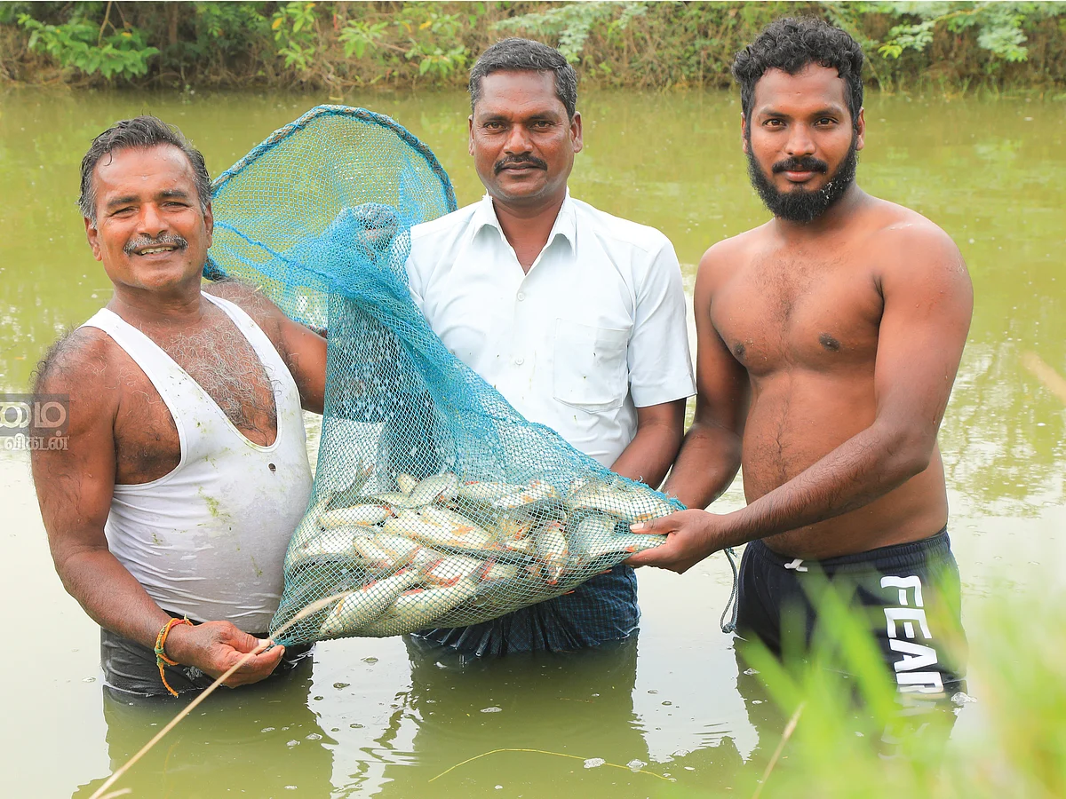 30 சென்ட்... ரூ.2 லட்சம்
மீன் வளர்ப்பில் வளரும் லாபம்!