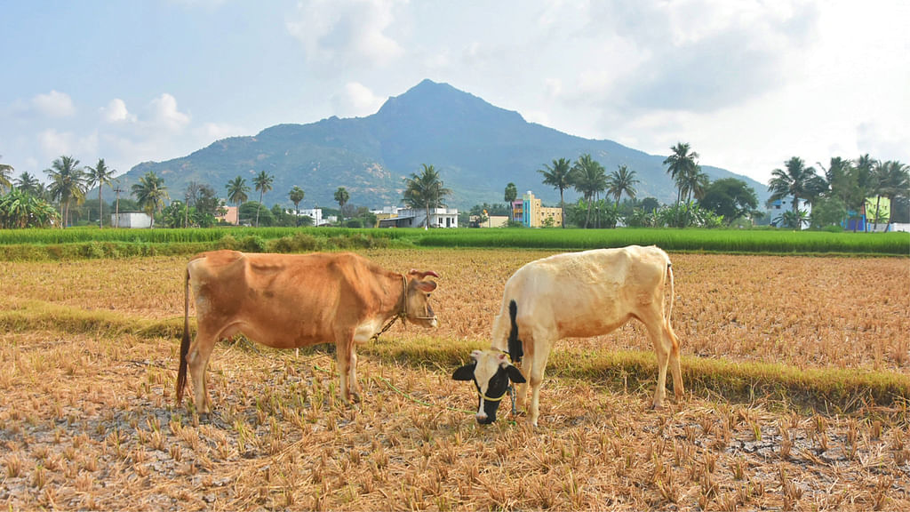 திருவண்ணாமலை