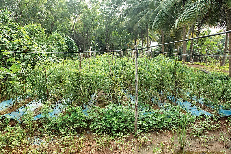 காய்கறிச் சாகுபடி