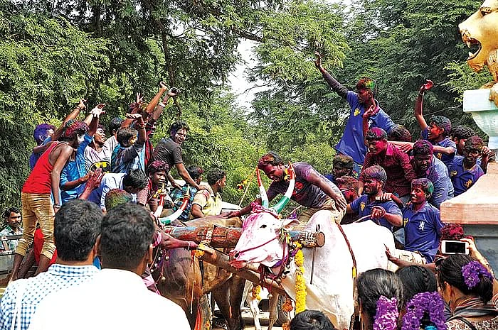 மாட்டுப்பொங்கல்