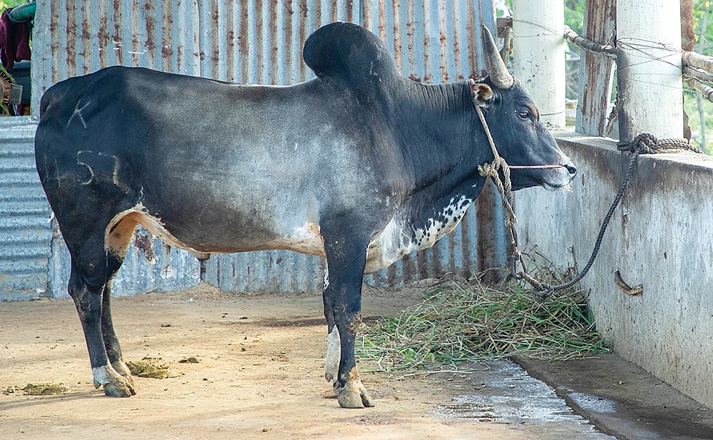 உம்பளச்சேரி காளை