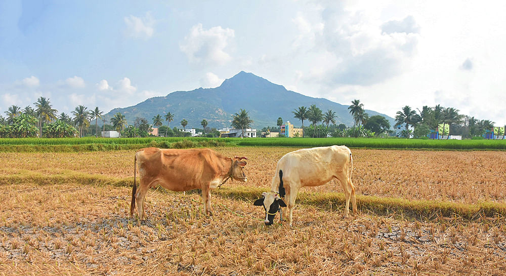 கனவு - 5 - திருவண்ணாமலை - வளமும் வாய்ப்பும்