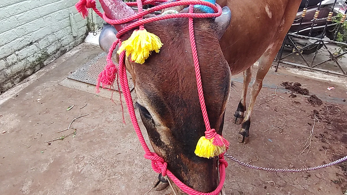 மாட்டுப்பொங்கல்
