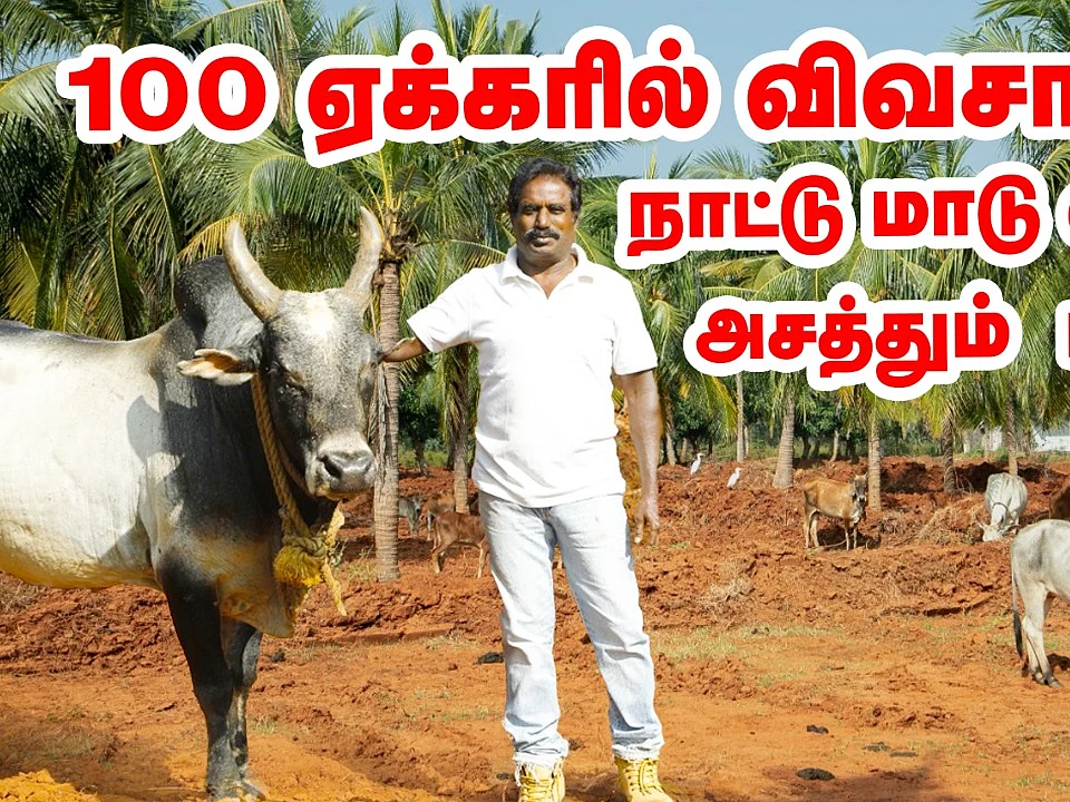 100 ஏக்கரில் விவசாயம்; தரிசாக கிடந்த நிலத்தை பசுமையாக மாற்றிய பட்டதாரி! | Pasumai Vikatan