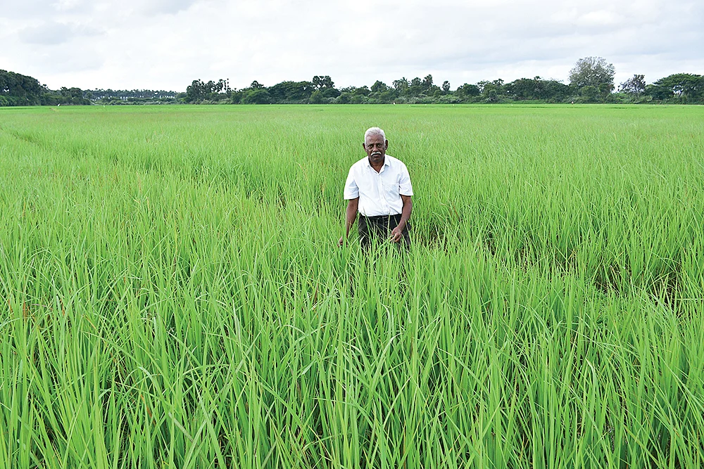 பசுமை பரவியிருக்கும் நெல் வயலில் சந்திரசேகரன்