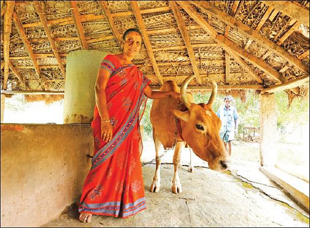 முயற்சி உடையாள் - 10 - உழவுத் தொழிலில் உயரம் எட்டலாம்... வழிகாட்டுகிறார் இயற்கை விவசாயி சித்தம்மா