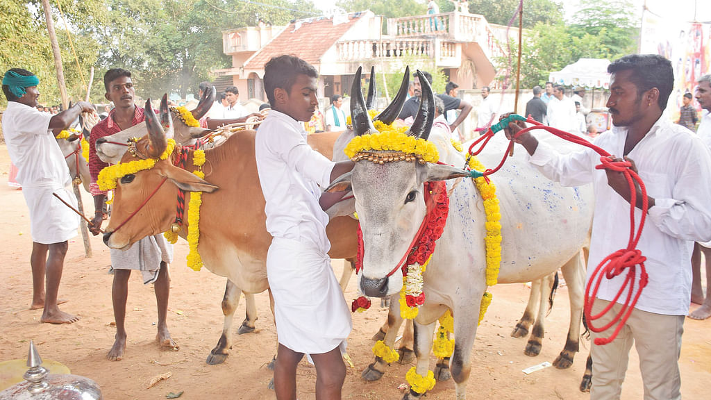 மாடு அவிழ்க்கும் விழா!