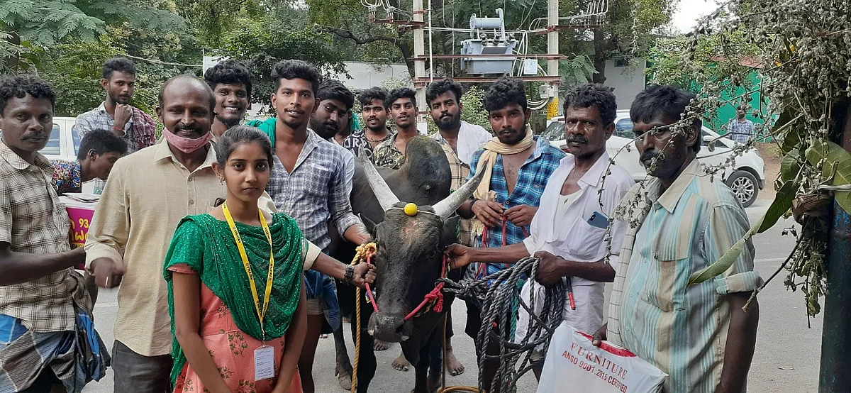 ஜல்லிக்கட்டு