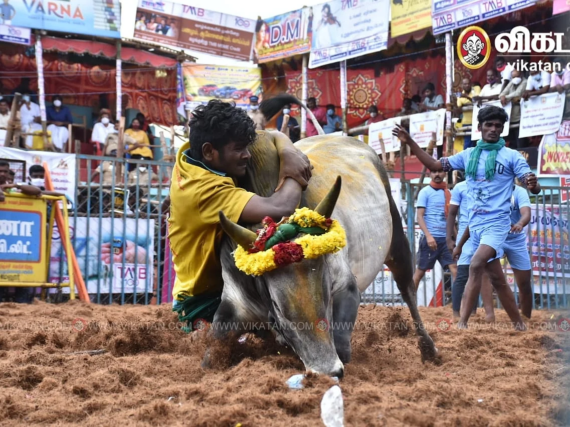 ஜல்லிக்கட்டு: காளைகளின் களமான பாலமேடு; அதிக காளைகளைப் பிடித்து இளைஞர் பிரபாகரன் முதலிடம்!