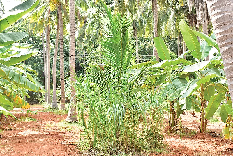 தென்னை+வாழை