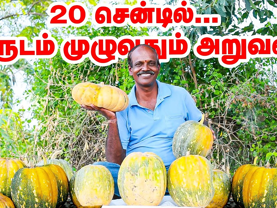 பூசணி சாகுபடி