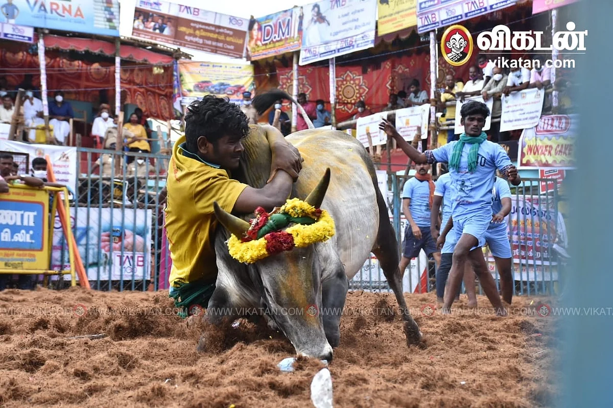ஜல்லிக்கட்டு