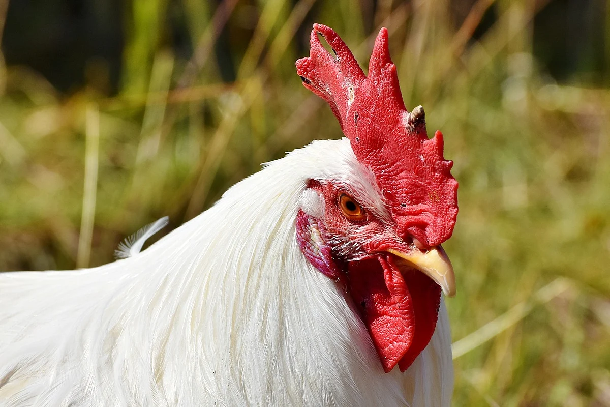 Broiler Chicken
