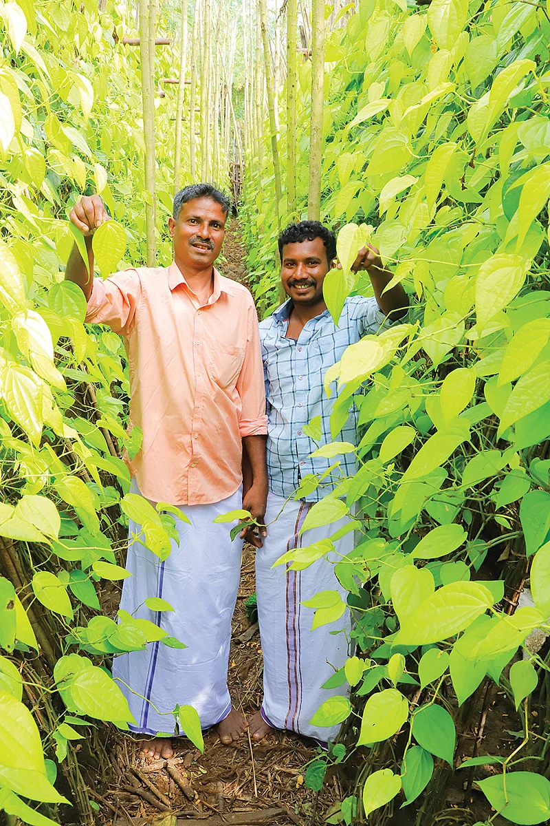 வெற்றிலைத் தோட்டத்தில் அற்புதராஜ், ஜெரால்டு