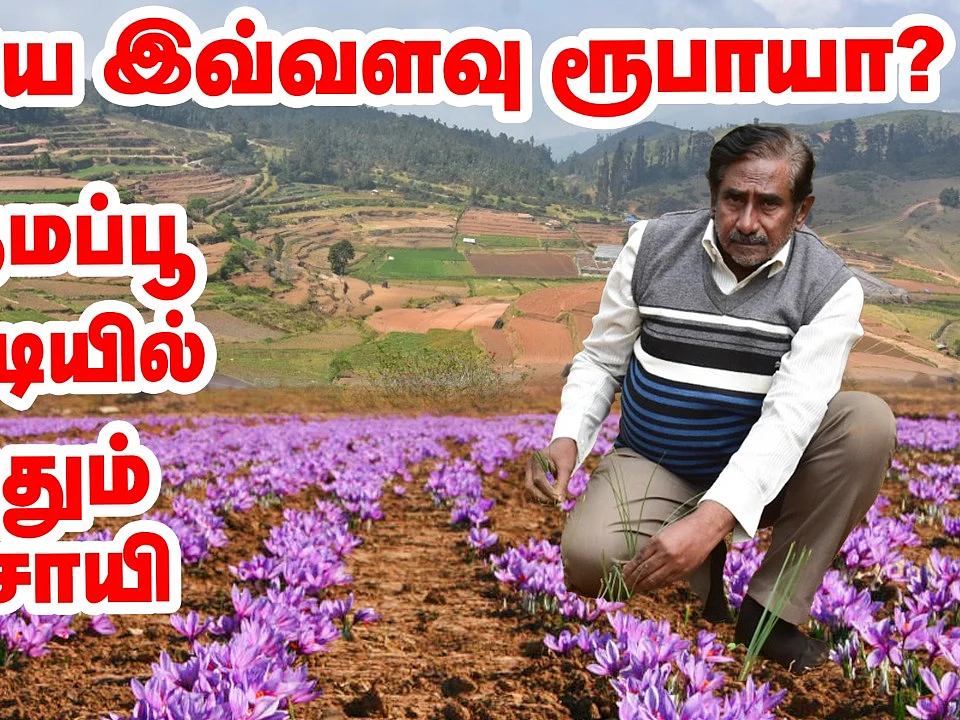 `விதையே இவ்வளவு ரூபாயா?' - குங்குமப்பூ சாகுபடியில் கலக்கும் விவசாயி | Saffron farming