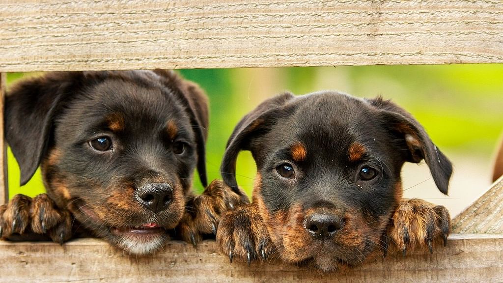 Dogs (Representational Image)
