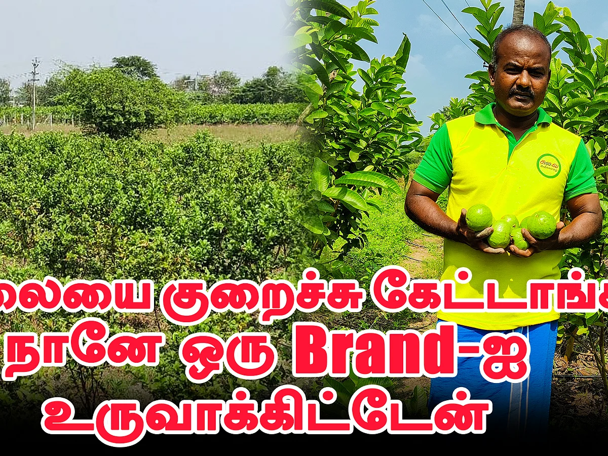 10 ஏக்கரில் கொய்யா சாகுபடி; புது விற்பனை ஐடியா; அனுபவம் பகிரும் விவசாயி! | Pasumai Vikatan