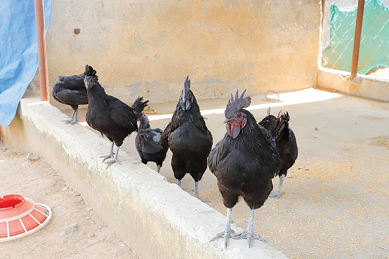 கோழிகள்