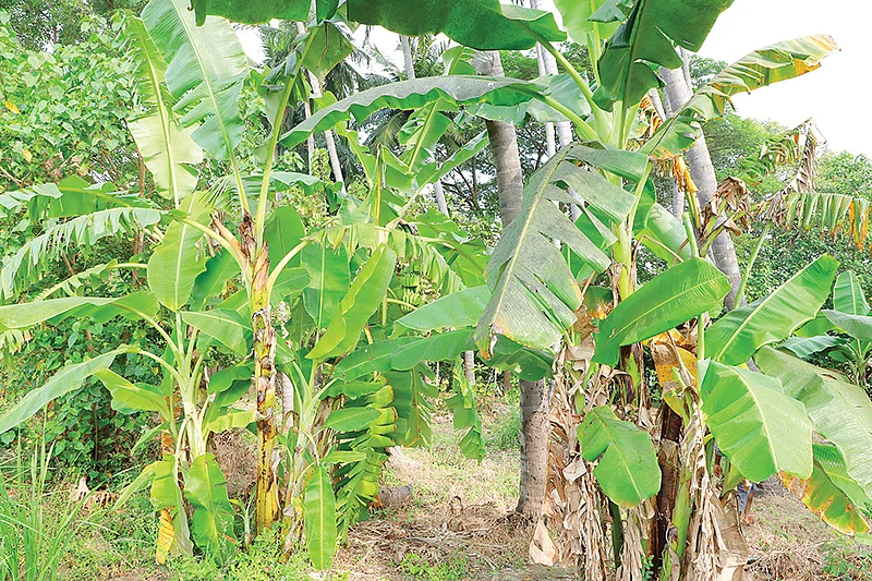 தோட்டத்தில் வாழை