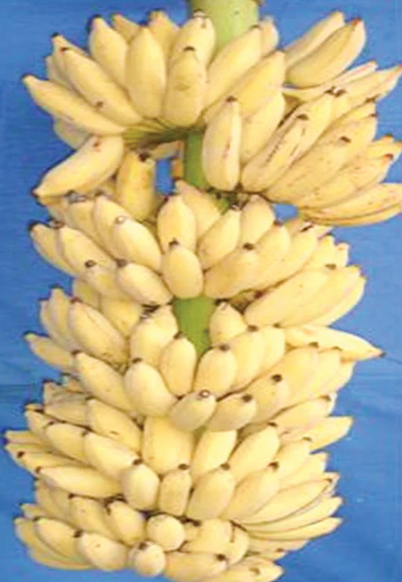 வாழை