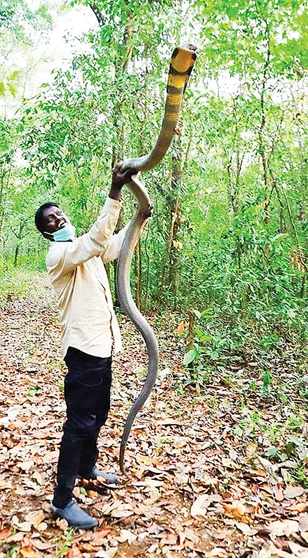 “என்னை 400 முறை பாம்பு கடித்திருக்கிறது!”