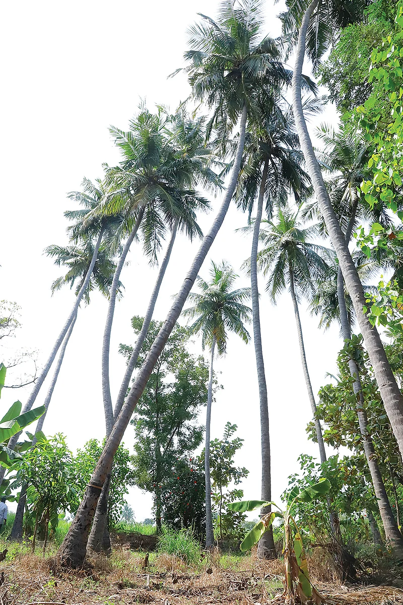 தென்னை