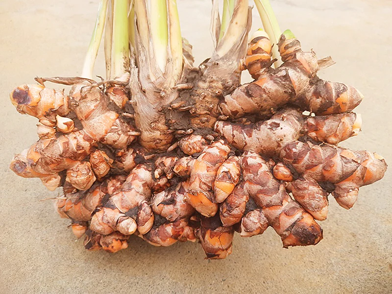 மஞ்சள்