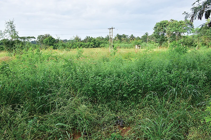 தீவனச் சாகுபடி
