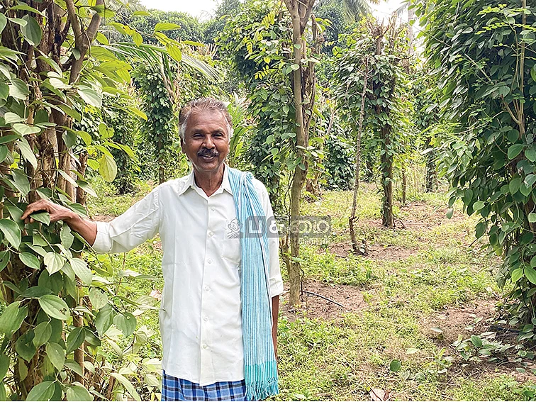 4 ஏக்கர், ஆண்டுக்கு ரூ.5 லட்சம்... சமவெளியிலும் லாபம் கொடுக்கும் மிளகு!