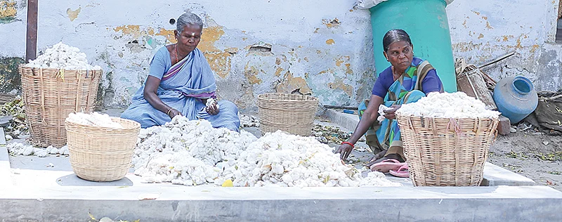 பருத்தி