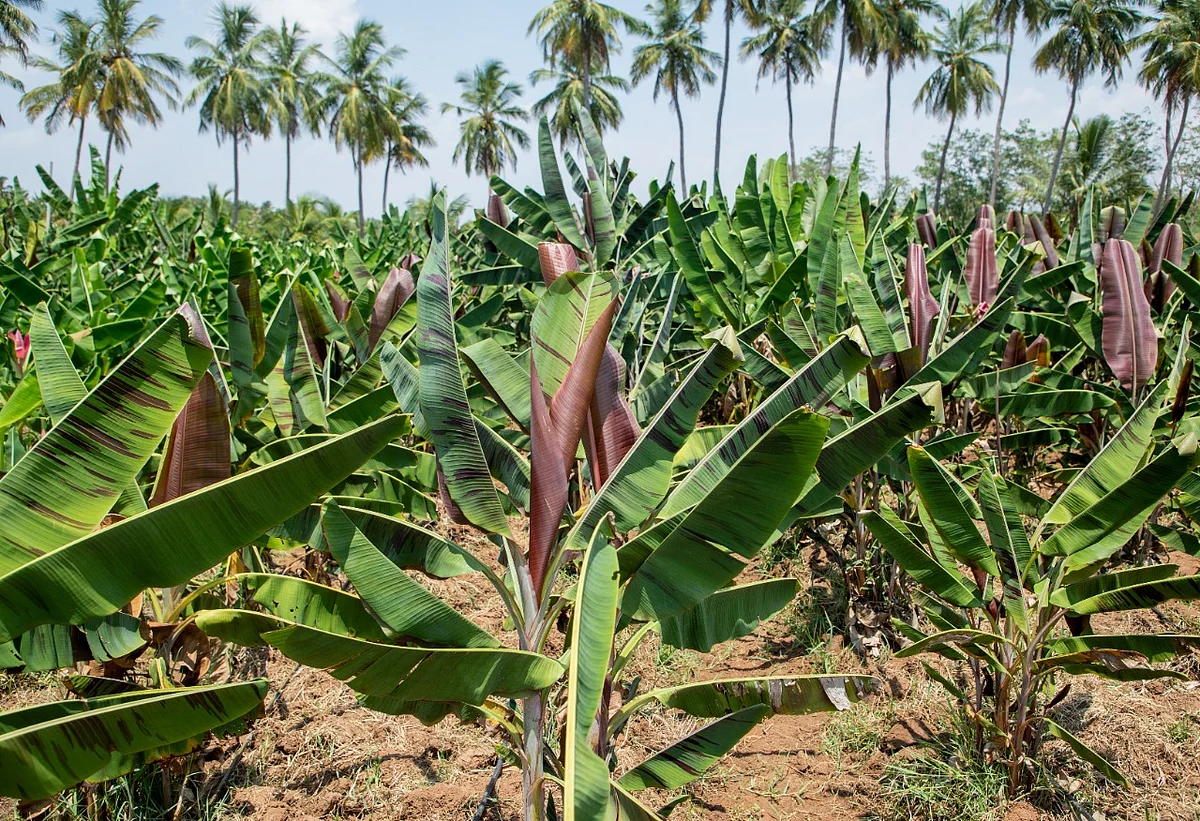 வாழை சாகுபடி
