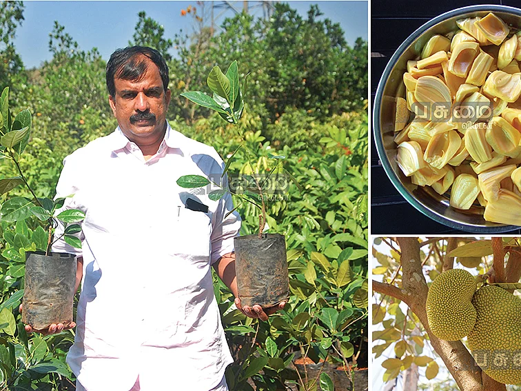 வெள்ளை இலை...
ஆப்பிள் சுவை...!
பலாவில் பலவகை!