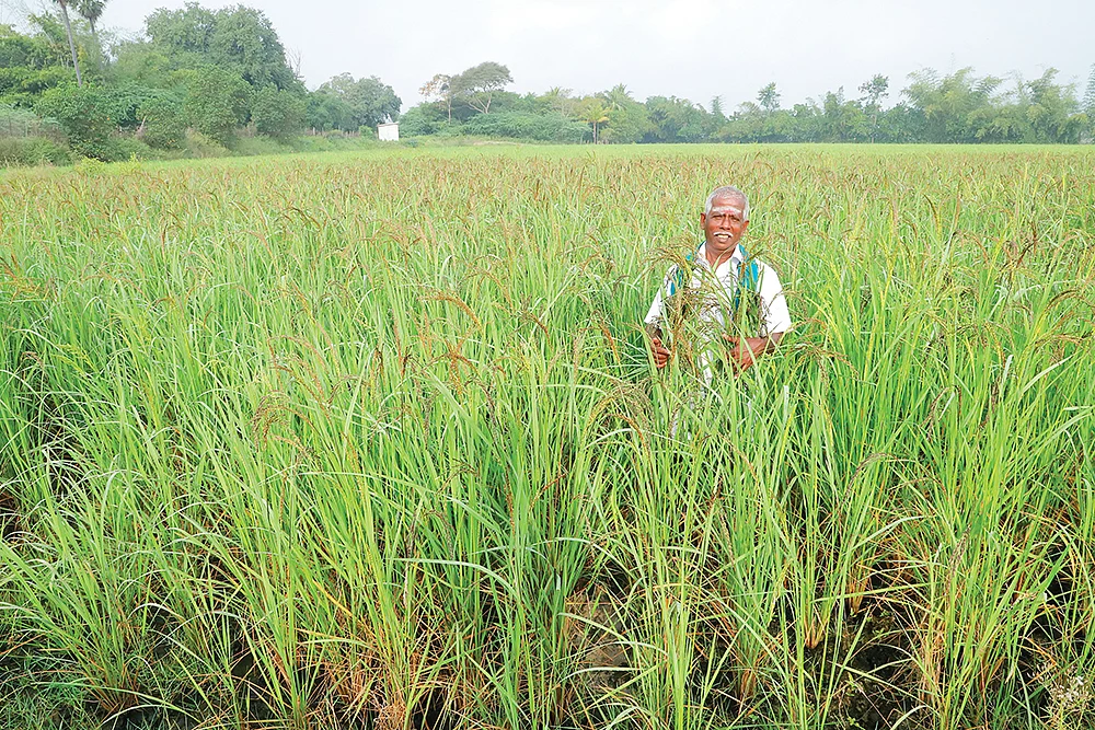 பாரம்பர்ய நெல் வயலில் பசுபதி