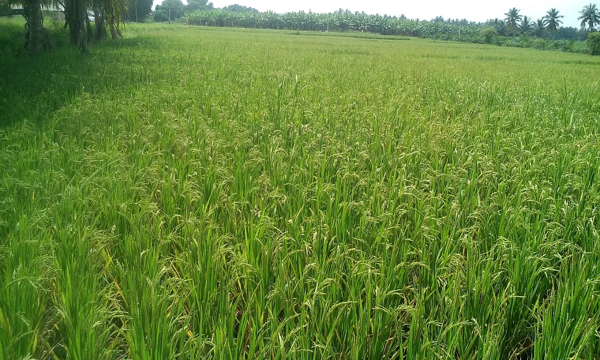 நெல்