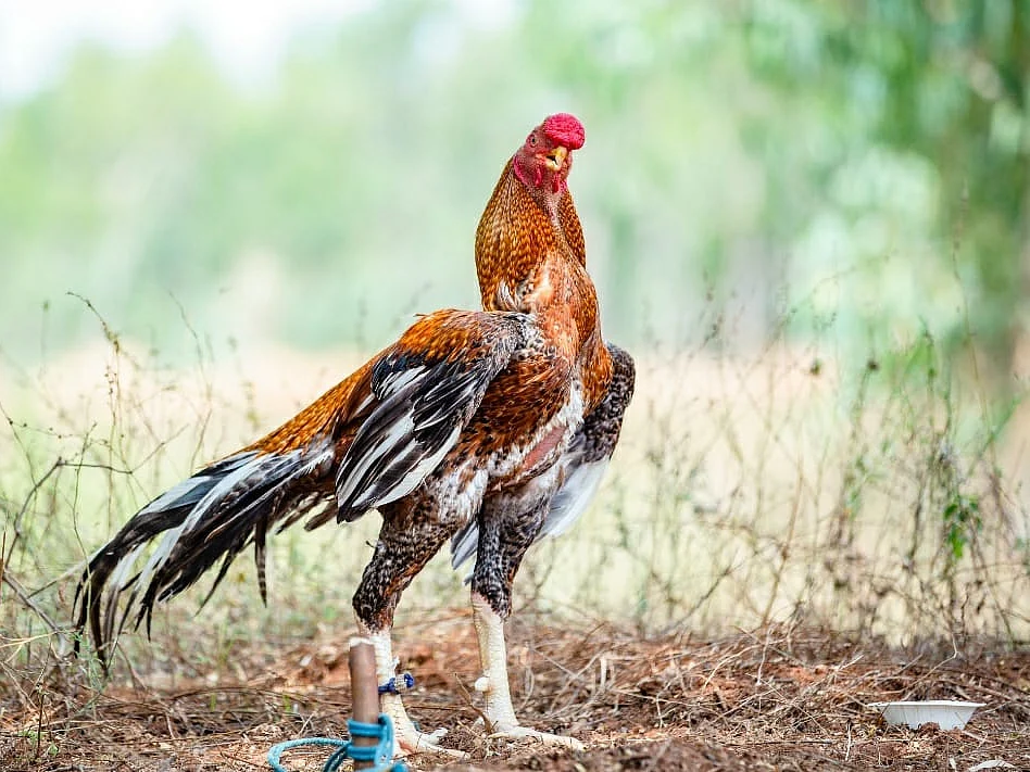 ₹3.5 லட்சத்துக்கு விலை போன `பொன்ராம் கீரி' வகை சேவல்; திண்டுக்கல் சுவாரஸ்யம்!