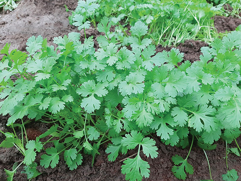 How to: வீட்டில் கொத்தமல்லி வளர்ப்பது எப்படி? | How to grow coriander leaves at home?
