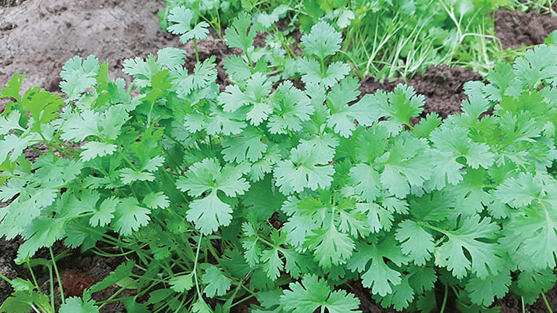 கொத்தமல்லி