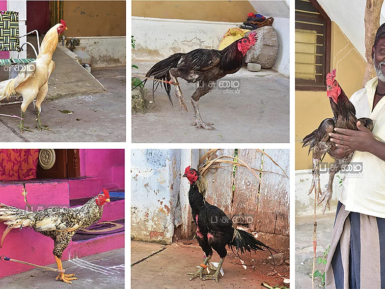 எடை, உயரம், நிறத்துக்கு
ஏற்ற விலை..
ஆந்திரா, ஜார்க்கண்ட் செல்லும் வத்தலக்குண்டு சேவல்கள்!