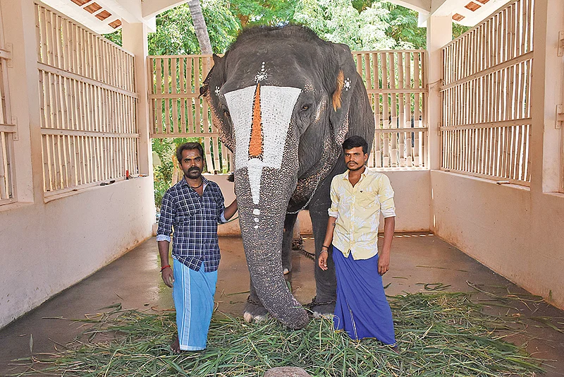 திருக்குறுங்குடி கோயில் யானை