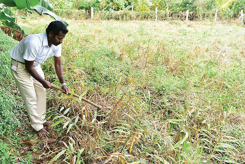 இஞ்சி சாகுபடி வயல்