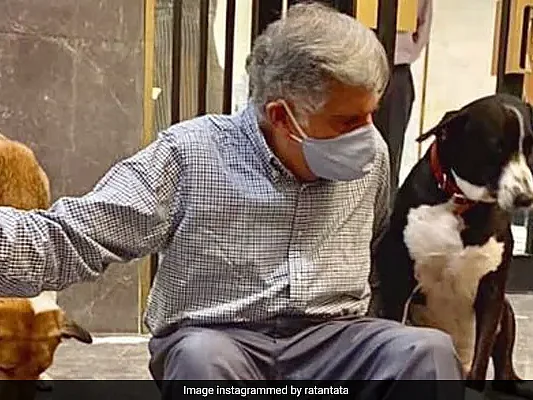 ரத்தன் டாடாவுடன் தினமும் அலுவலகக் கூட்டங்களில் பங்கேற்கும் தெருநாய் கோவா... காரணம் என்ன?