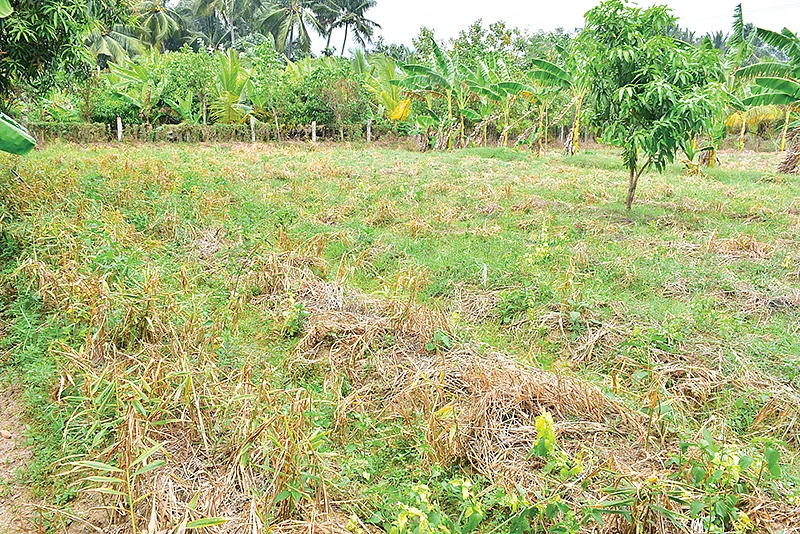 இஞ்சி சாகுபடி வயல்