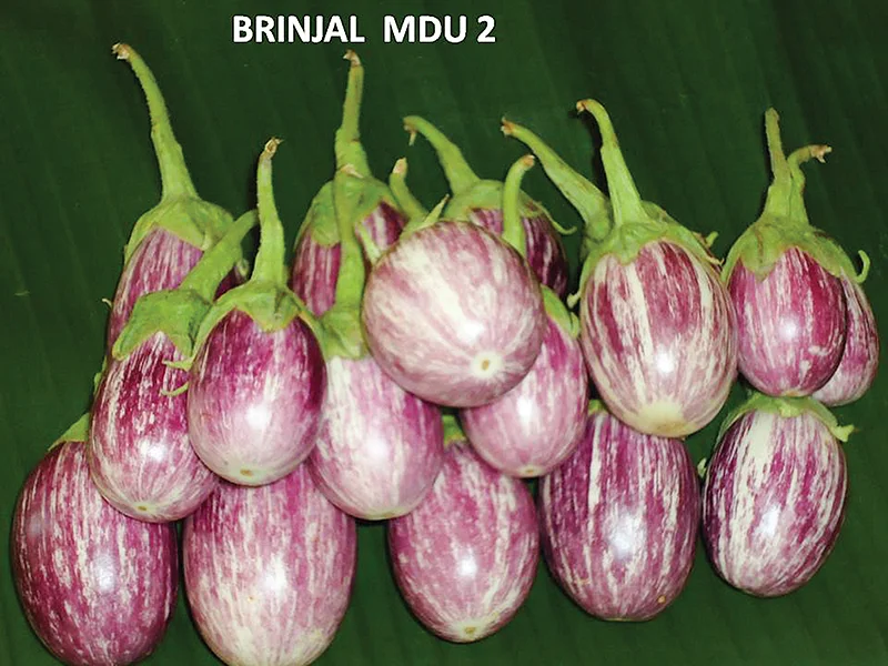 கத்திரி